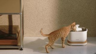 A ginger striped kitten drinking from a Petlibro fountain