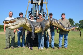 The hunting party of Beth Trammell of Madison, Miss., caught this huge gator shortly after midnight on Sept 1, 2013. For just an hour, it held the state record for heaviest alligator caught during a hunting season.