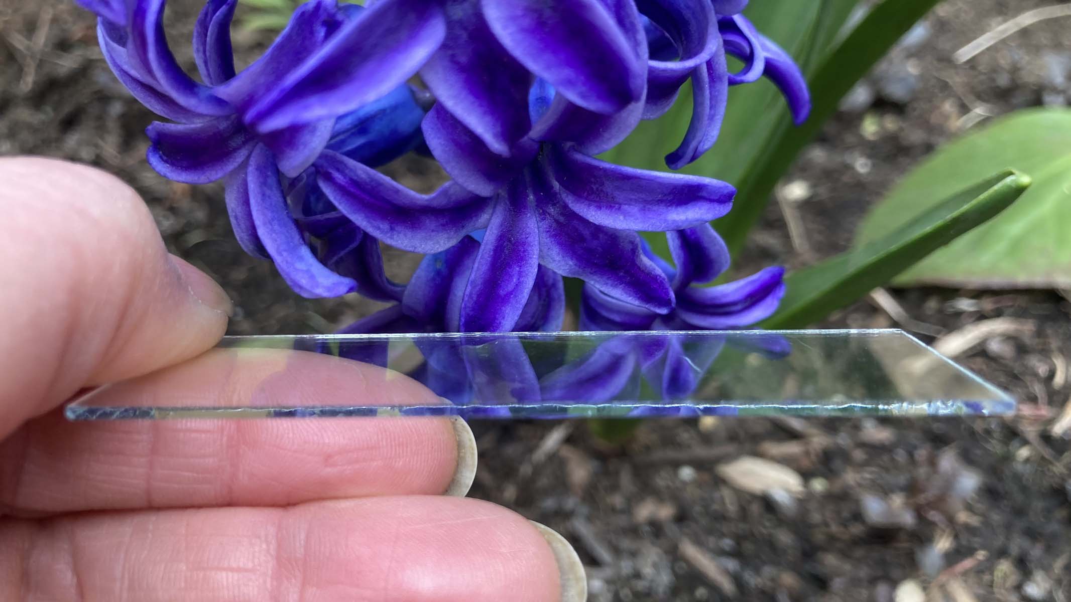 purple flowers
