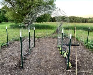 Cattle panel trellis over a path in a vegetable garden