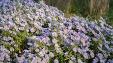 Purple aster flowers in a garden