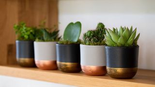 John Lewis & Partners succulent collection