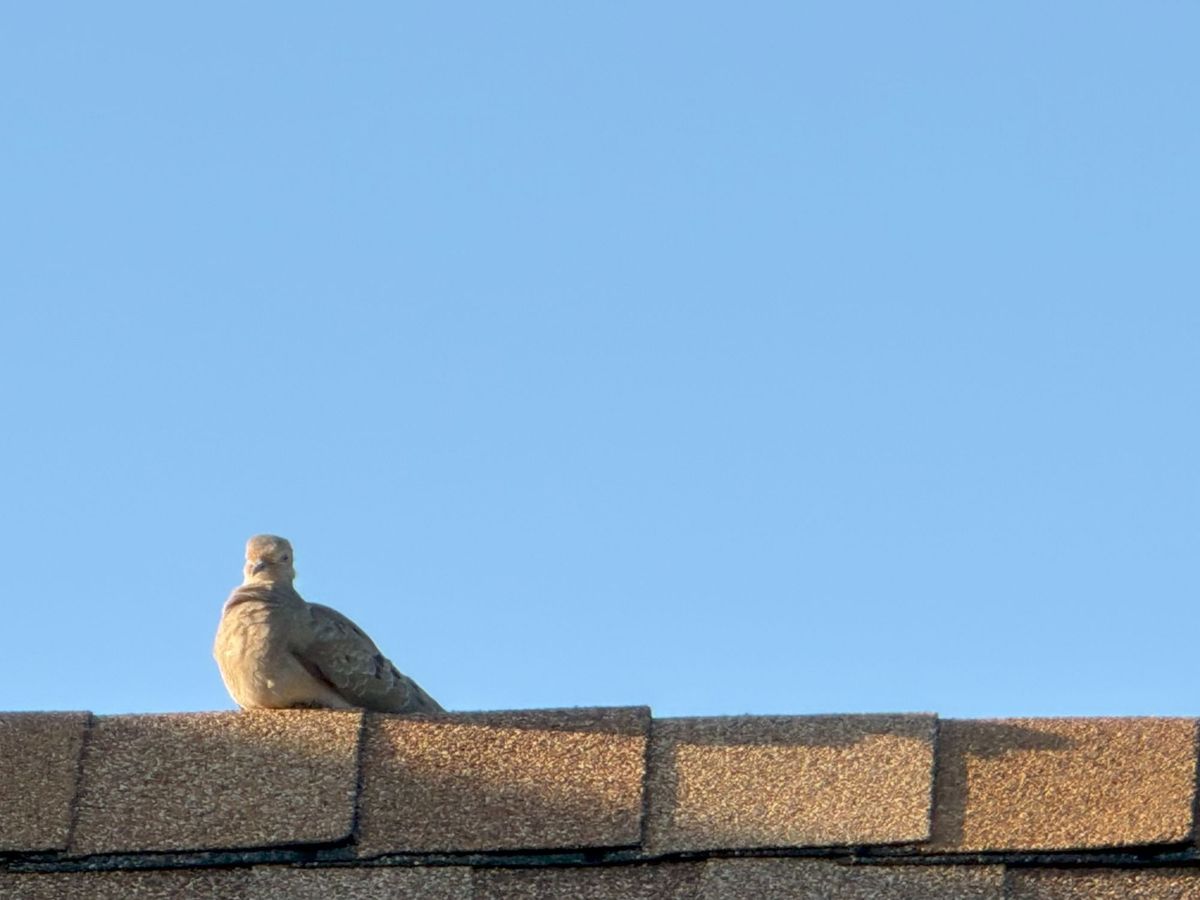 iPhone 17 Pro telephoto Telesin sample.