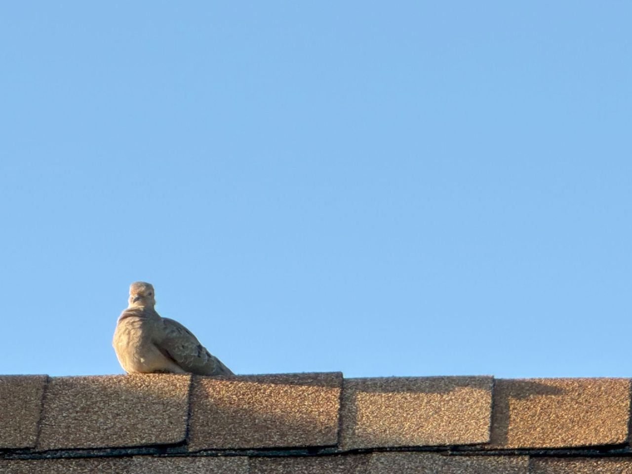 iPhone 17 Pro telephoto Telesin sample.