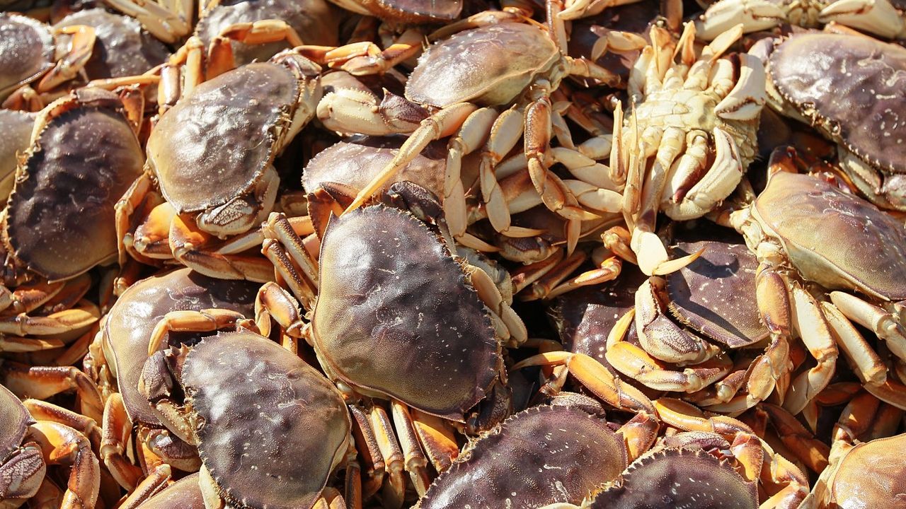 crabs