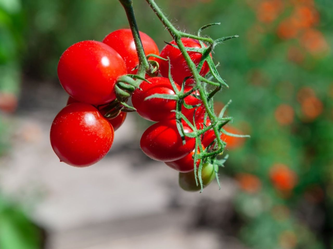 Small Red Currant Tomatoes