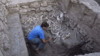 The bones of the kungas were excavated about 10 years ago from a burial mound at Tell Umm el-Marra in northern Syria by University of Pennsylvania archaeologist Jill Weber.