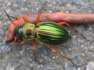 ground beetle, carabid beetle,