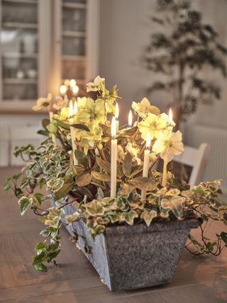 Festive table centerpiece planter with hellebore, ivy and candles