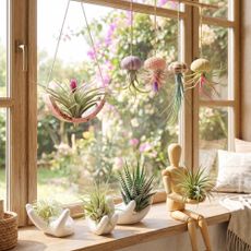 AI-generated image of air plant holders