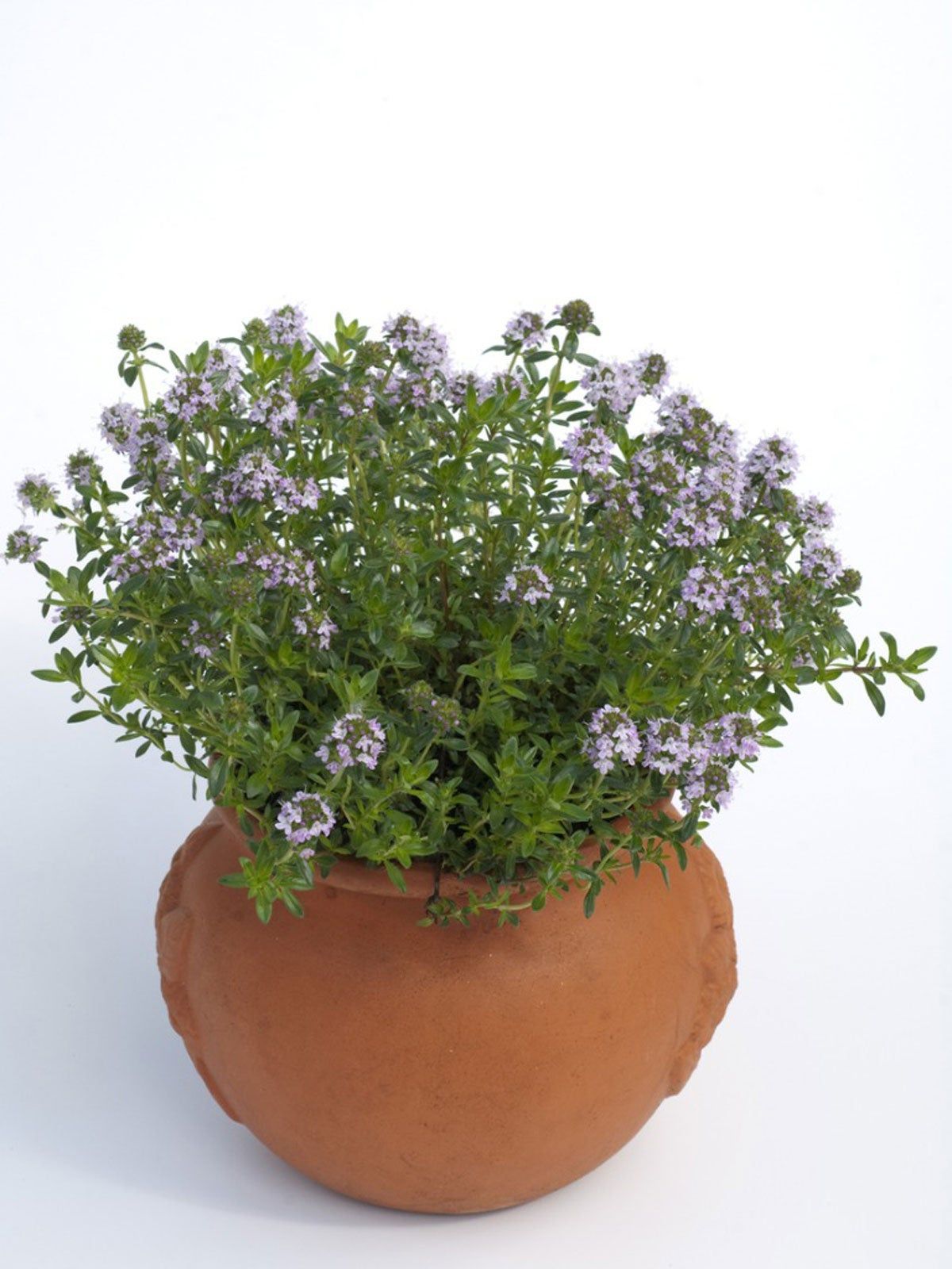 Indoor Potted Savory Herbs