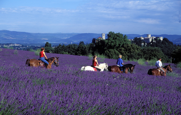 lavender