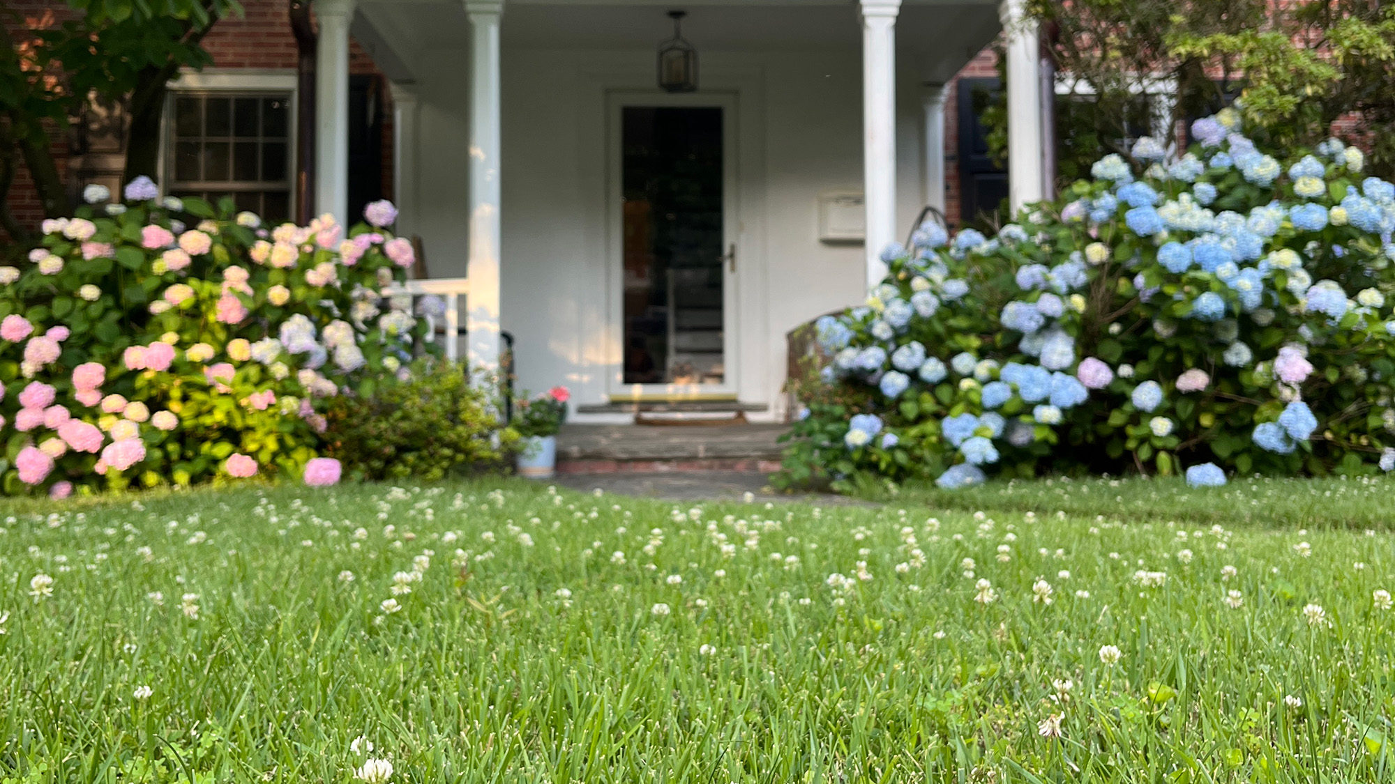 Clover lawn