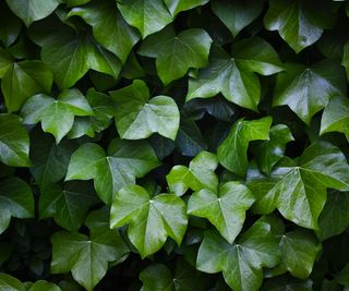 Close-up of a green ivy leaves growing on a wall