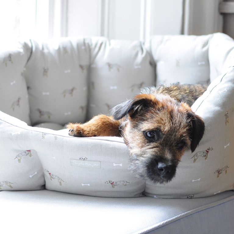 How to calm your dog down or comfort a cat on Bonfire Night Ideal Home