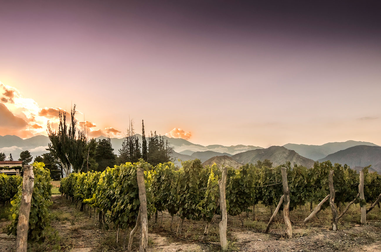 lujan de cuyo, mendoza vineyards