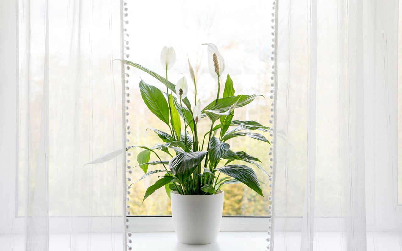 Peace Lily