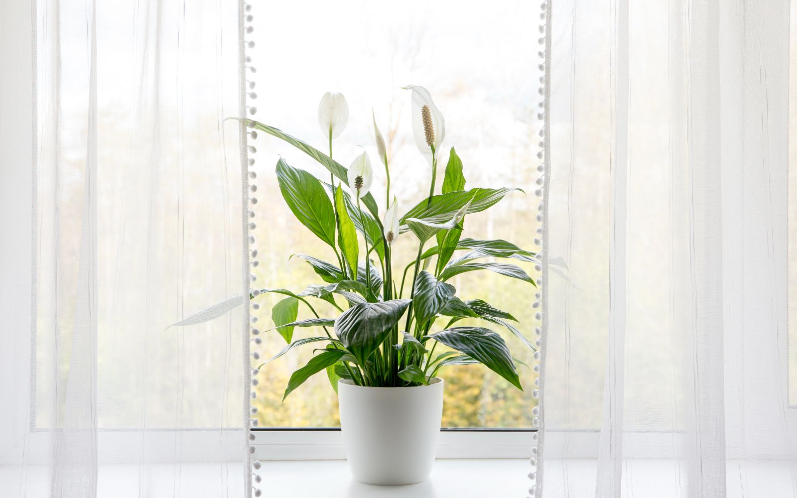 How to make you own peace lily fertilizer: expert-approved | Homes and  Gardens