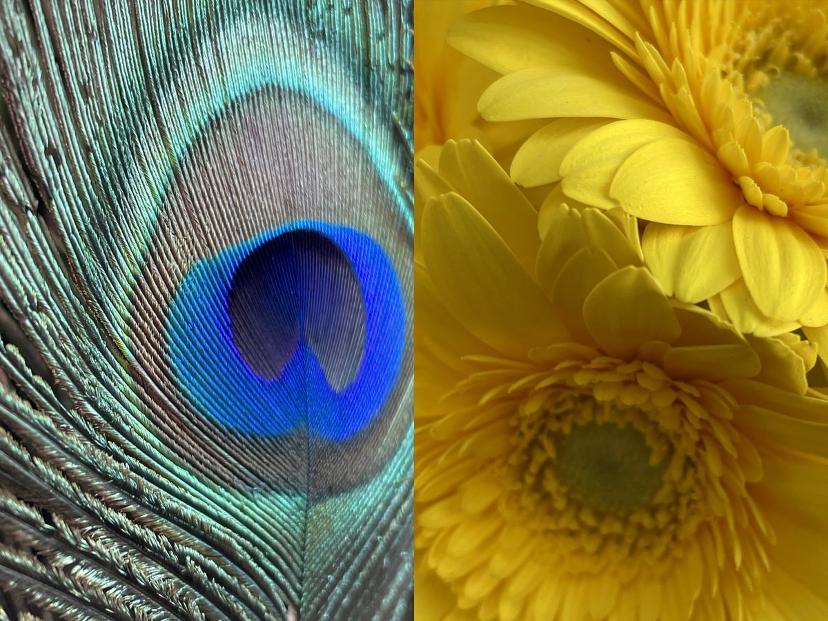 Photos of a peacock feather and flower