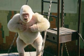 Snowflake the albino gorilla