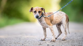 Nervous dog on a walk