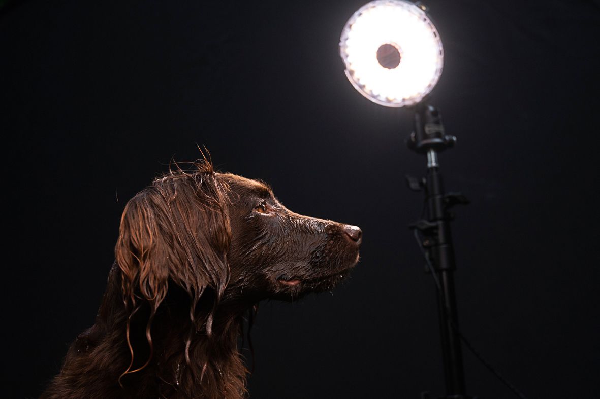 The paw-trate economy: UK pet photos surge, driving luxury photography trend