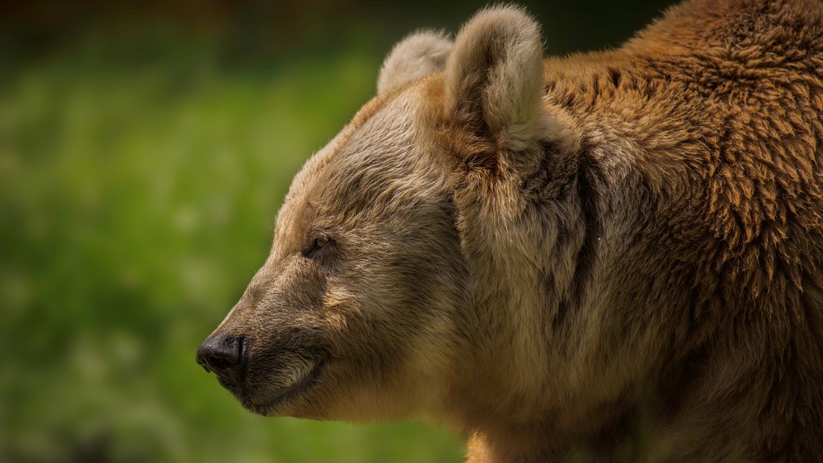 A side profile of a European brown bear in Norway. 