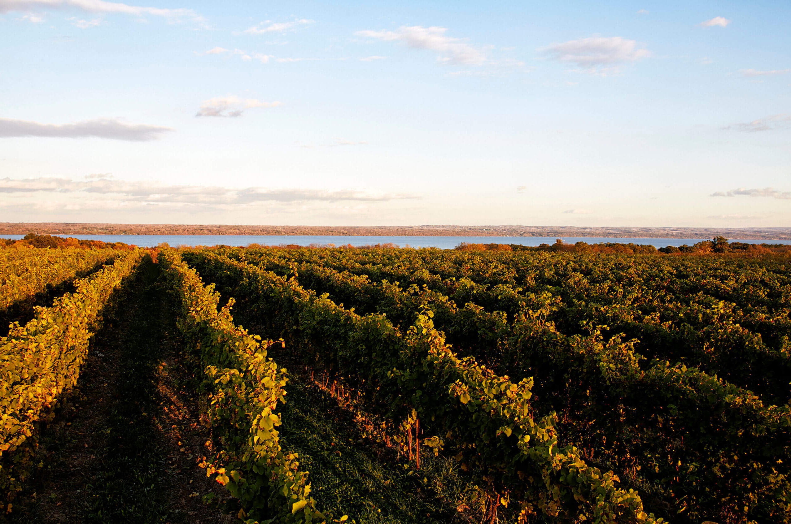 Hermann J. Weimer's Magdalena Vineyard, with vines in an east-west orientation and Seneca Lake in the background