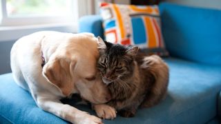 Dog and cat on sofa