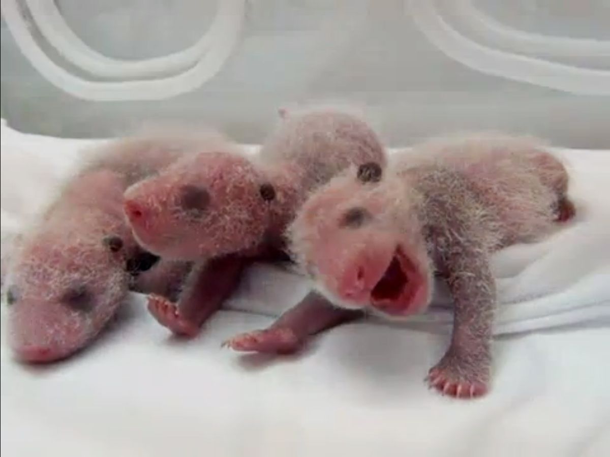 Panda Triplets