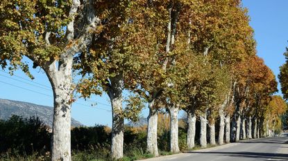 row of plane trees next to a road 
