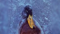 A dead mallard drake frozen into the ice of a small lake in Follo, Norway