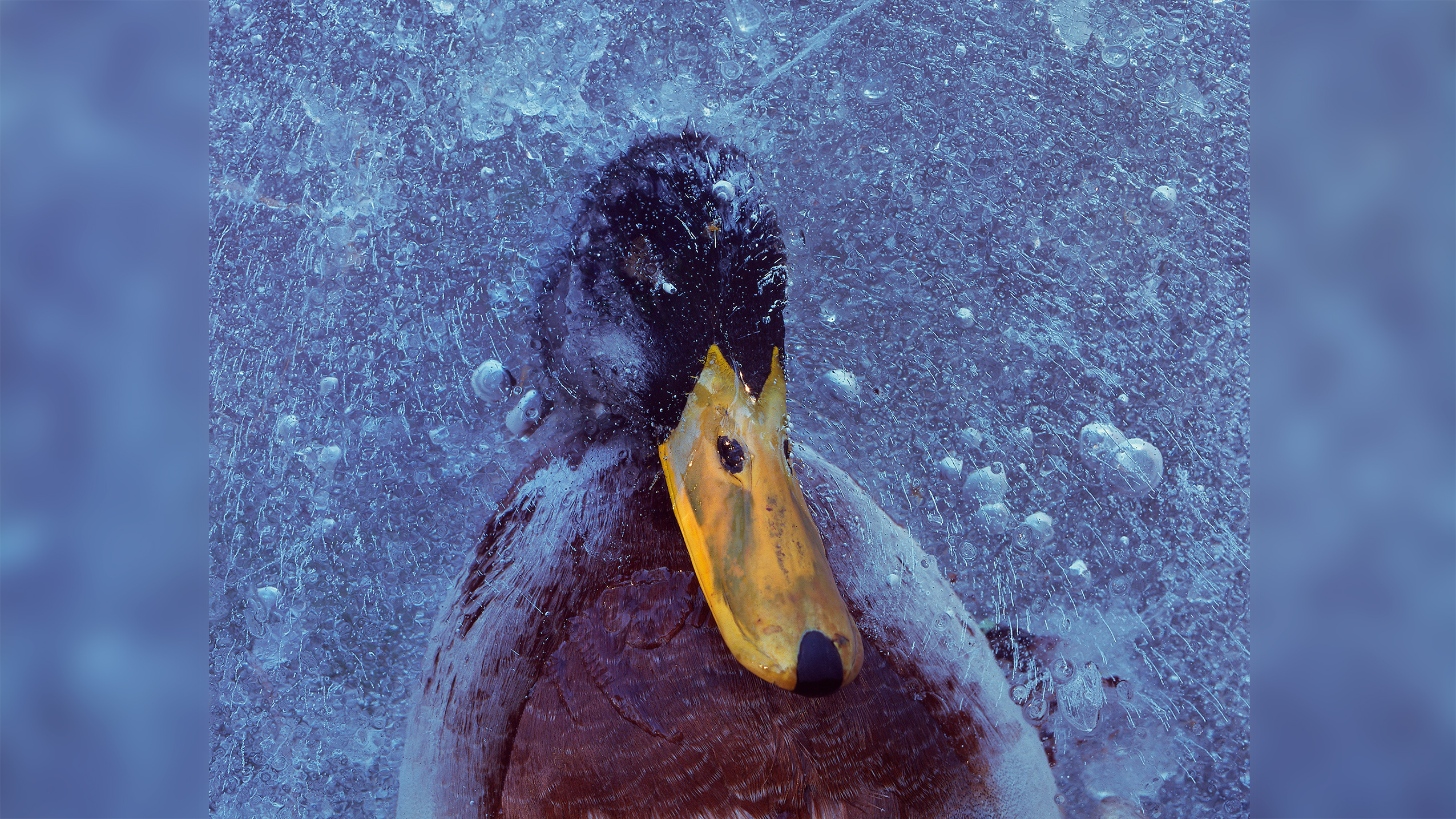 A dead mallard drake frozen into the ice of a small lake in Follo, Norway