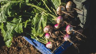 freshly harvest turnips in a vegetable garden