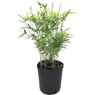 Green Hedge Bamboo 1 Live Plant Non-Invasive Clumping