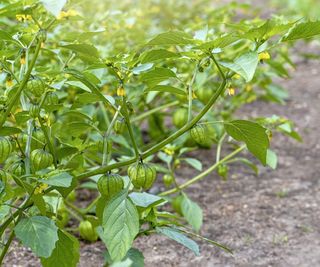 A tomatillo plant growing in sunshine in a vegetable garden