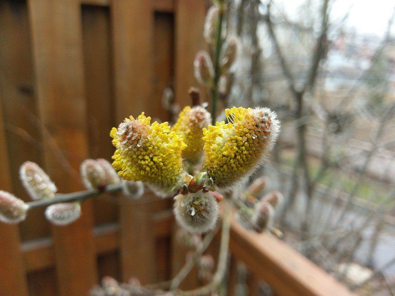 HTC 10 photo sample