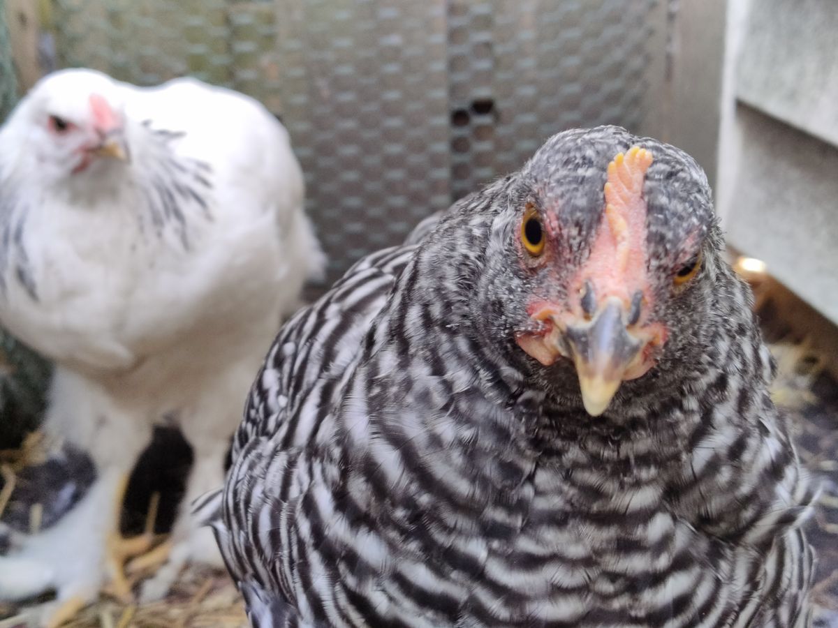 TCL 20 Pro 5G camera samples