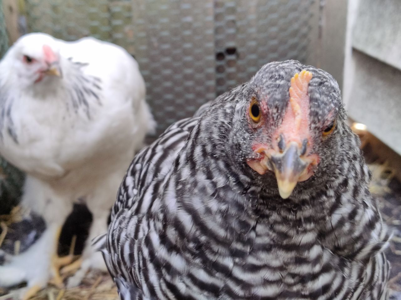 TCL 20 Pro 5G camera samples