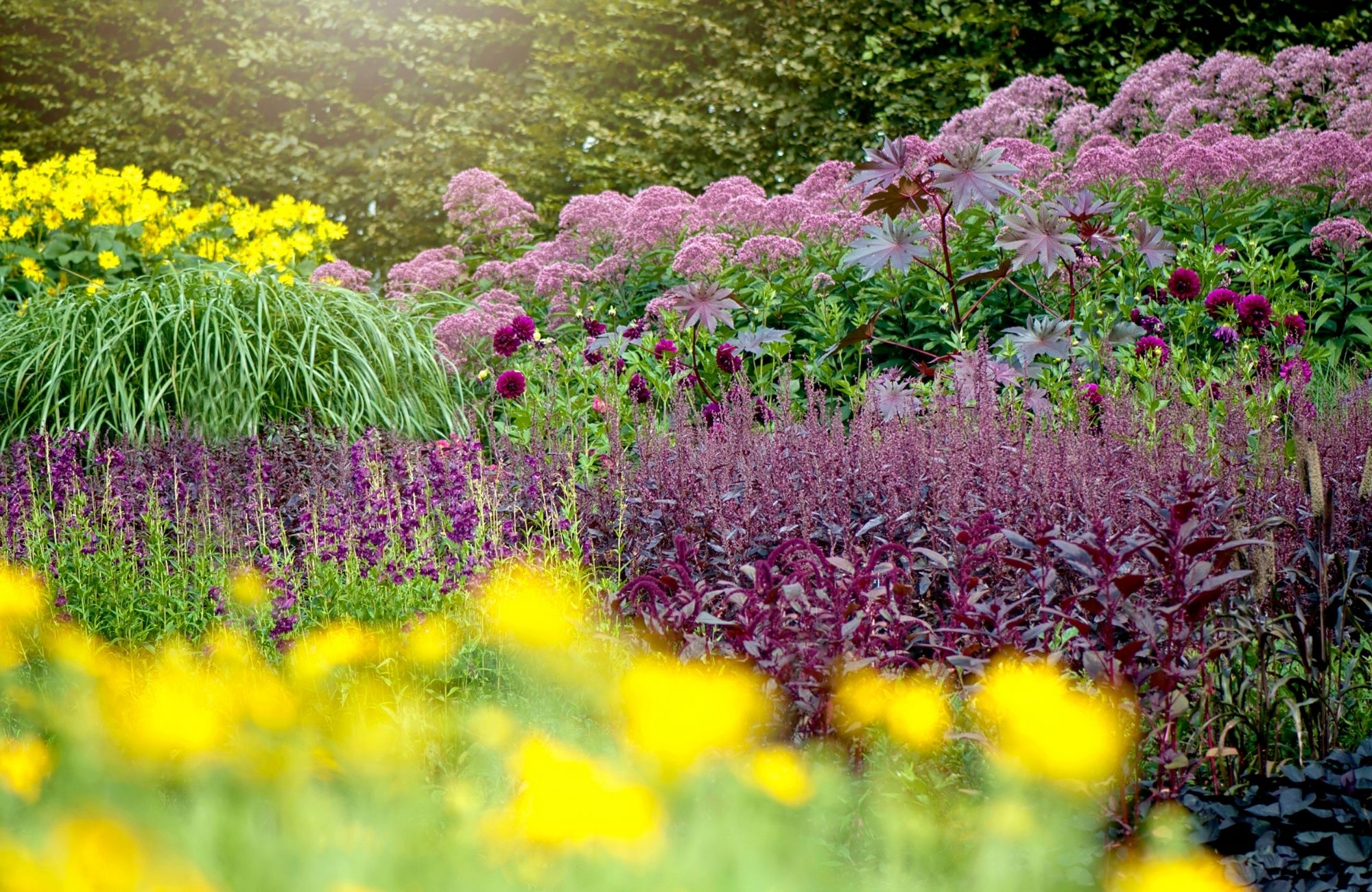 Beautiful summer, herbaceous garden border with Salivas, Joe Pye weed and Dahlias - stock photo