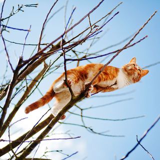 cat on a tree