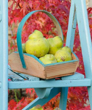 Cydonia oblonga 'Vranja'. Quince 'Vranja', a fragrant, pear shaped fruit in a trug on a ladder in an early autumn garden.