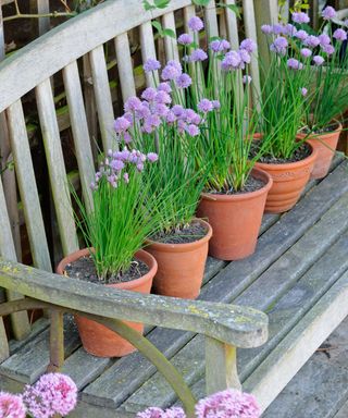growing herbs in pots including chives for edible flowers