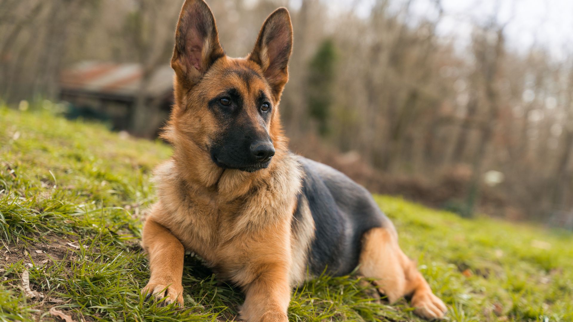 Dog