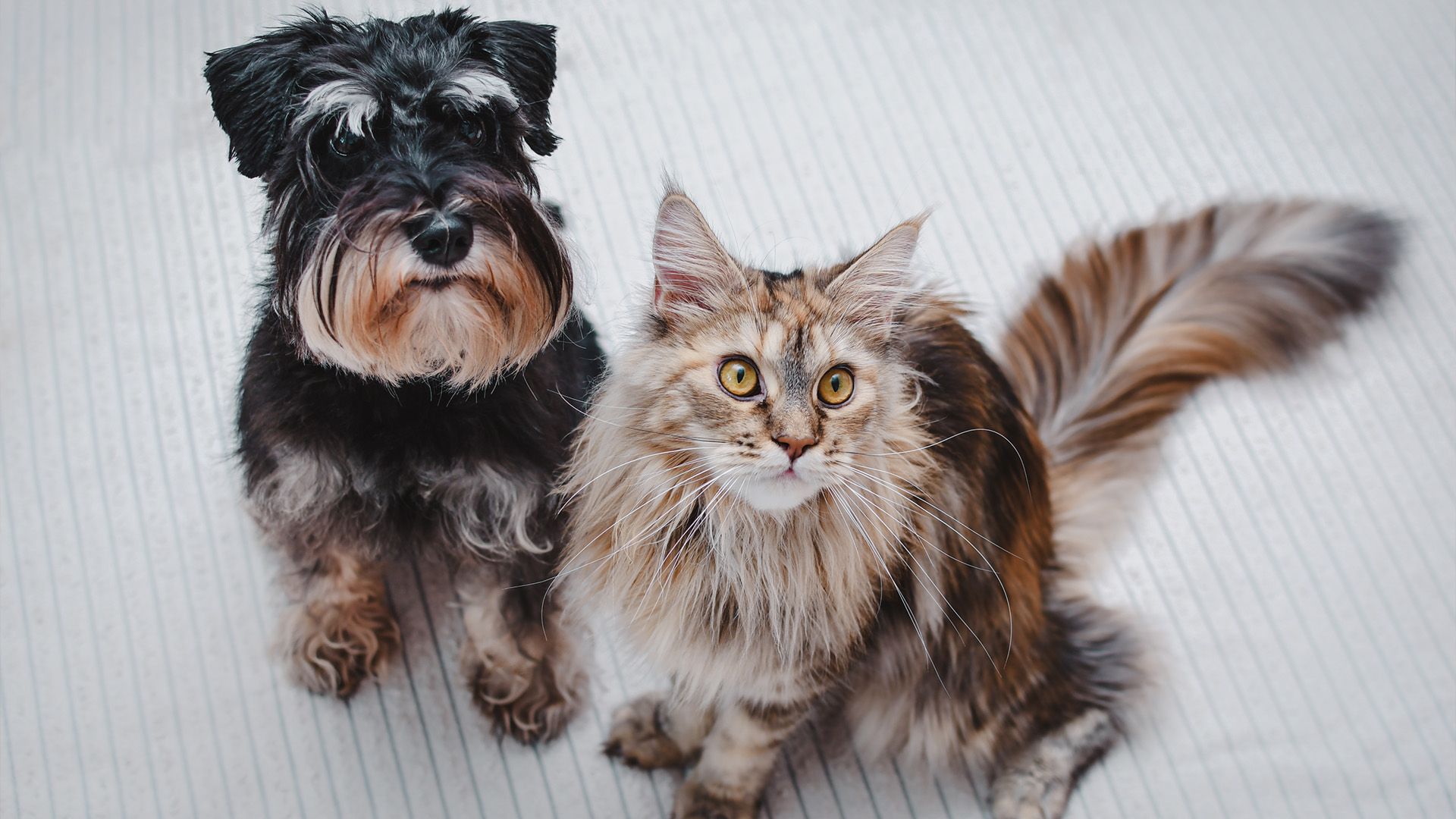 Miniature Schnauzer at cat