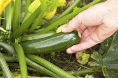 zucchini harvest