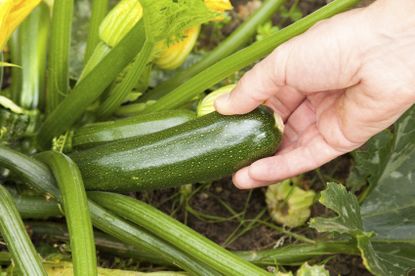 zucchini harvest