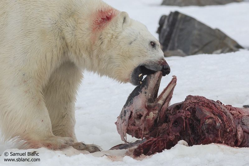 An adult male polar bear feeds on the head of a white-beaked dolphin on a fjord on Svalbard,