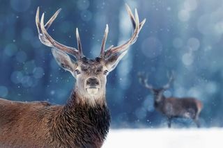 A male red deer in the snow
