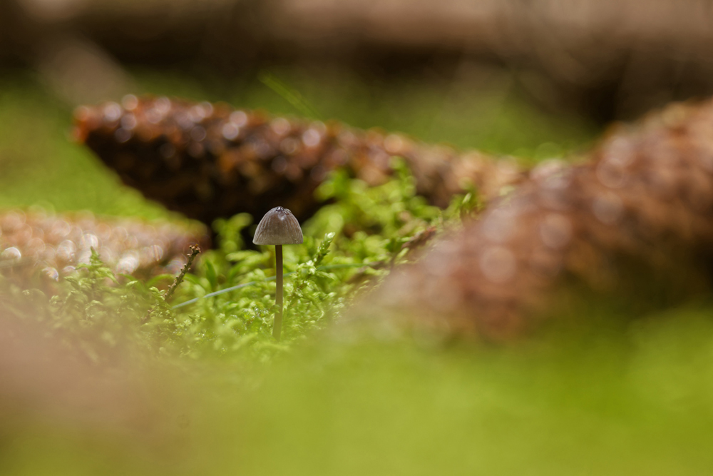 A delicate mushroom stands alone on vibrant green moss, surrounded by blurred pine cones in a soft-focus forest setting